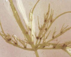 Image of Chara vulgaris var. vulgaris Linnaeus