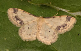 Image of treble brown spot