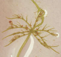 Image of Chara vulgaris var. vulgaris Linnaeus