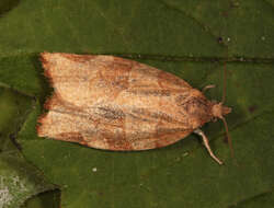 Image of barred fruit-tree tortrix