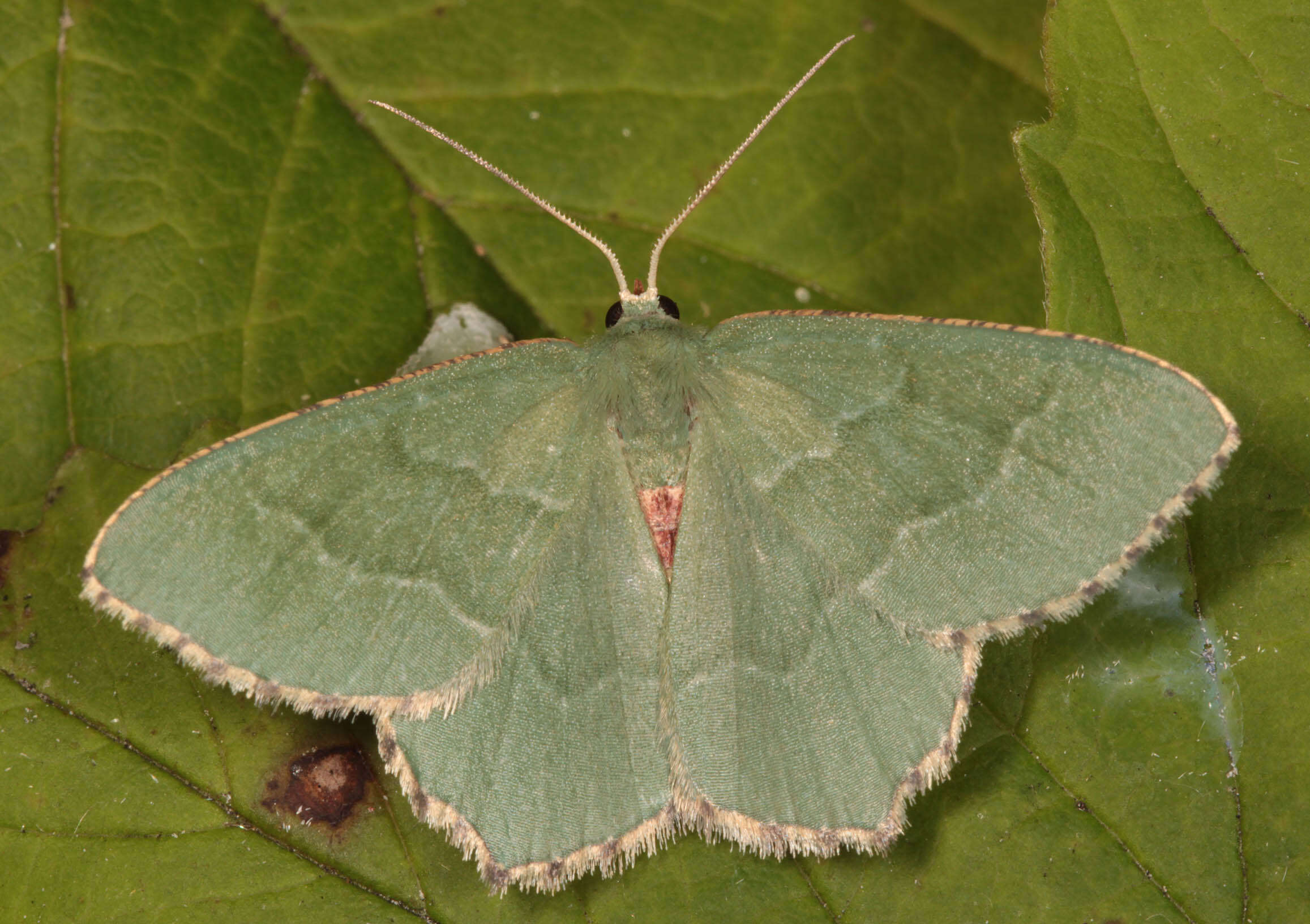 Plancia ëd Hemithea aestivaria Hübner 1789