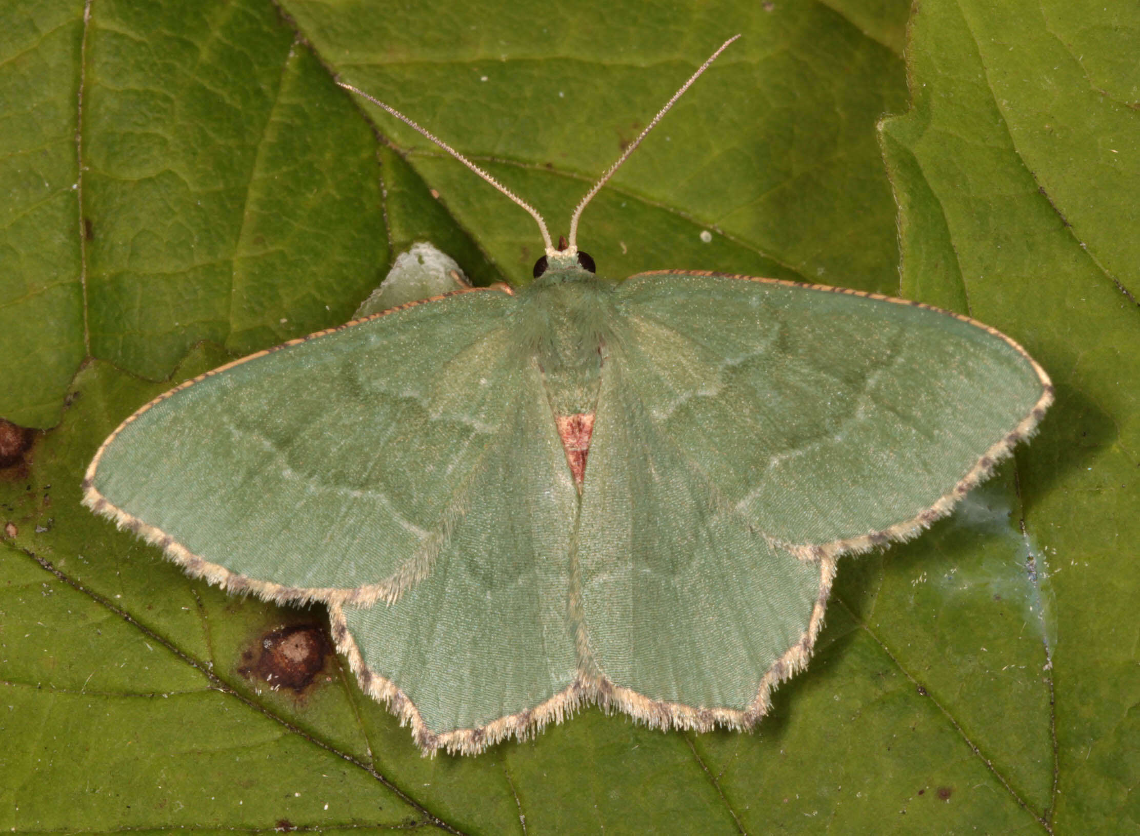 Plancia ëd Hemithea aestivaria Hübner 1789