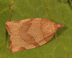 Image of barred fruit-tree tortrix