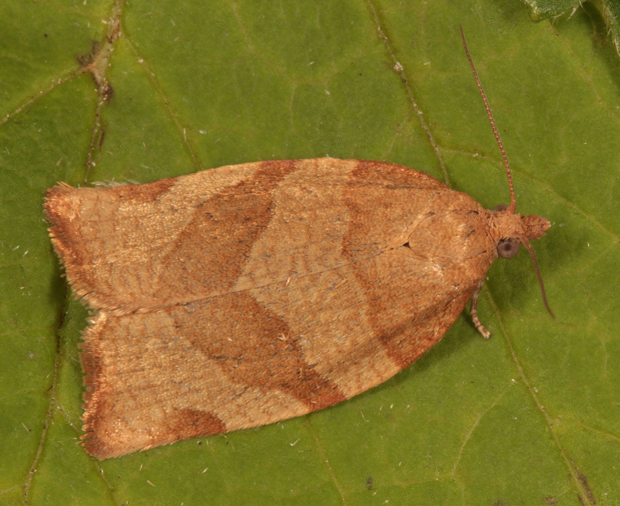 Image of barred fruit-tree tortrix