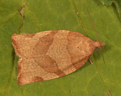 Image of barred fruit-tree tortrix