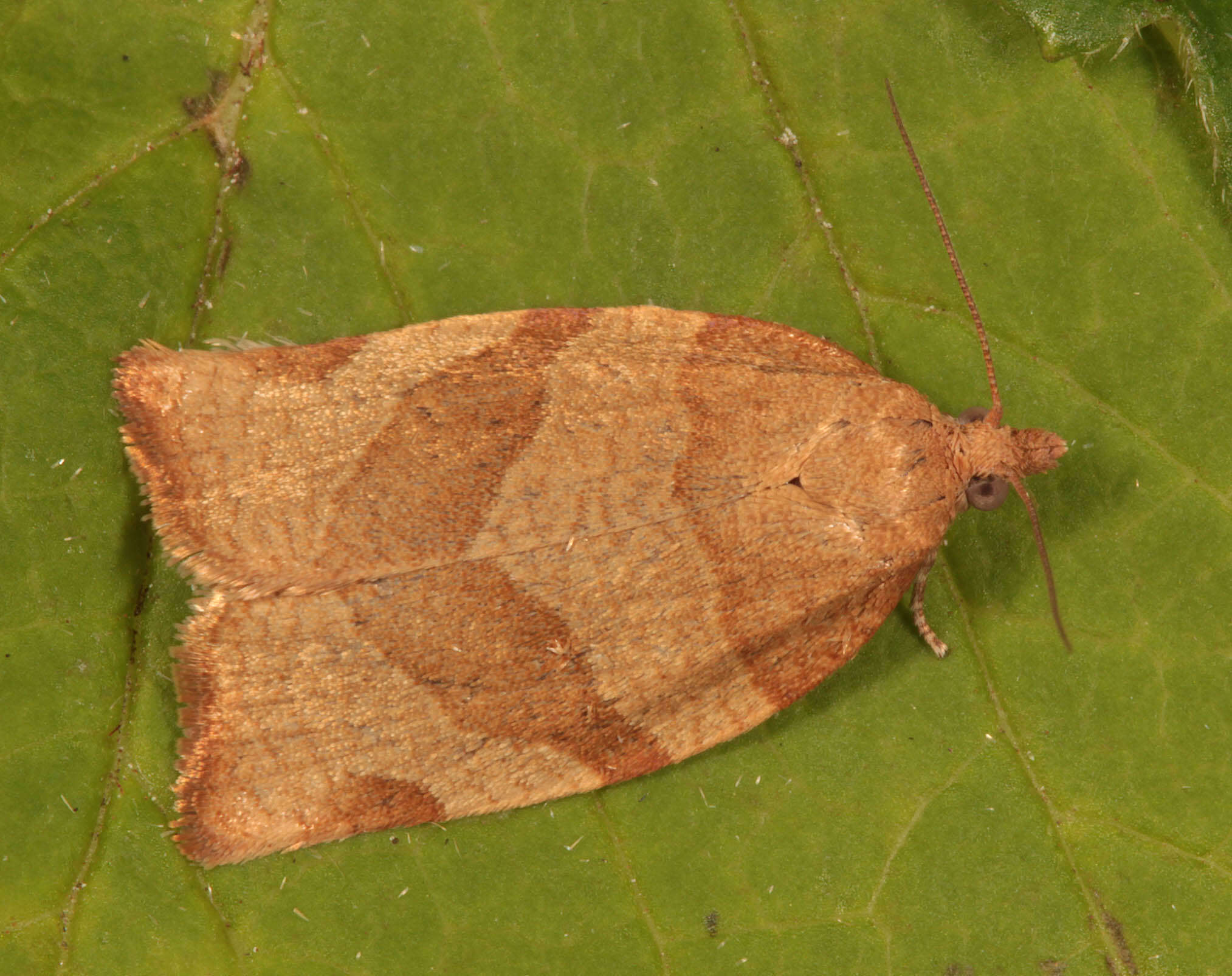 Image of barred fruit-tree tortrix