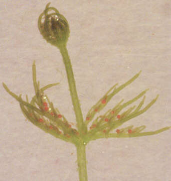 Image of Chara vulgaris var. vulgaris Linnaeus