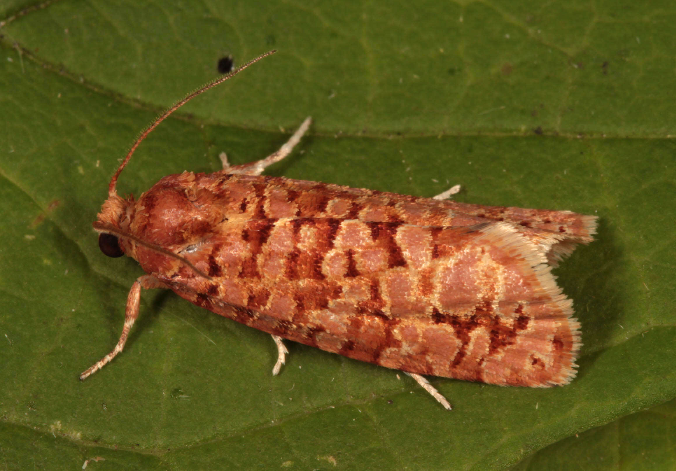 Image of Lozotaeniodes