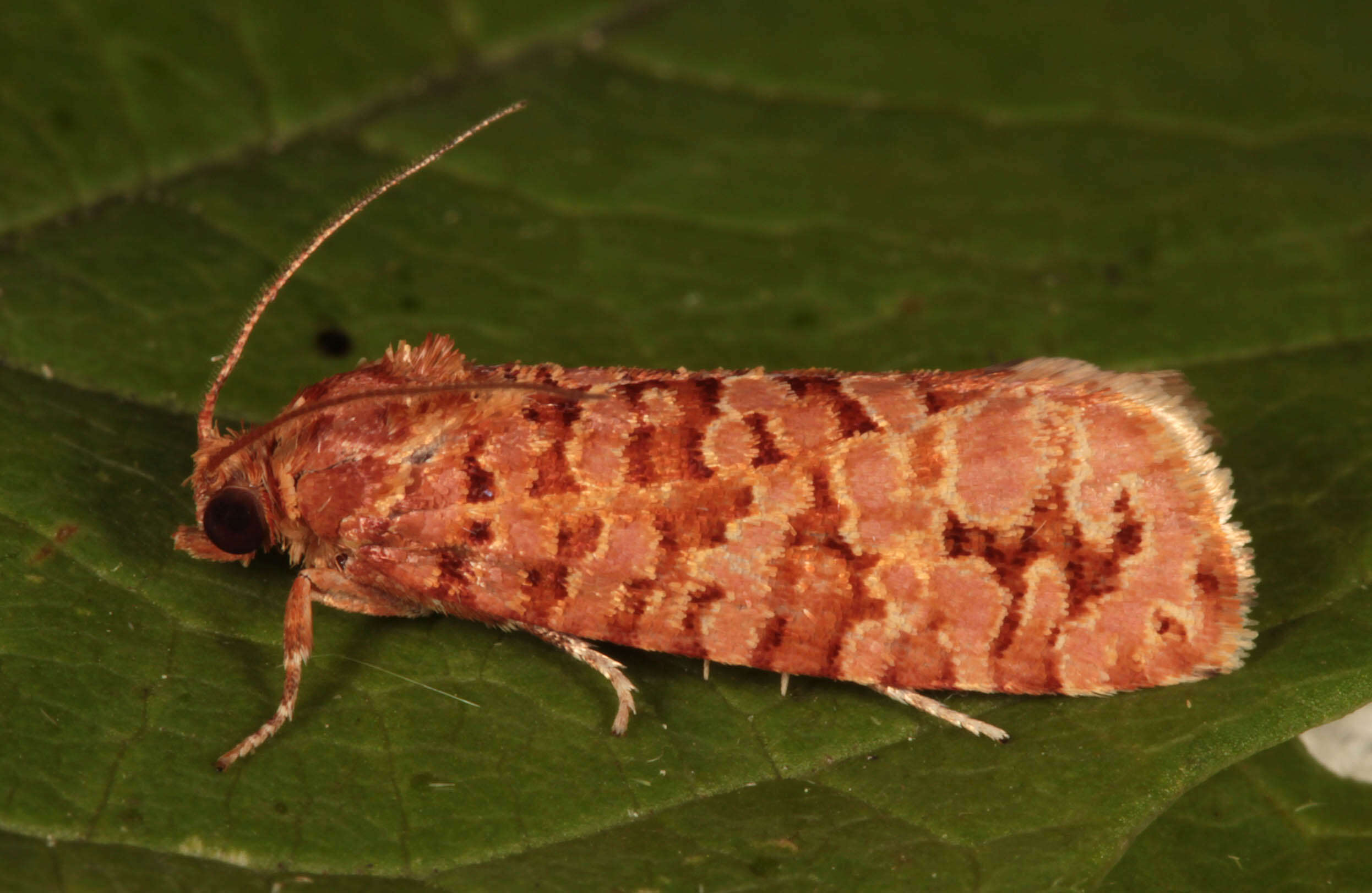 Image of Lozotaeniodes