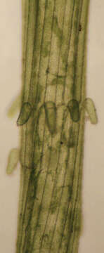 Imagem de Chara vulgaris var. vulgaris Linnaeus