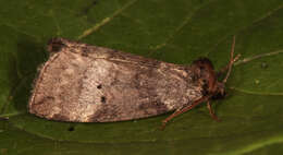 Image of mouse moth