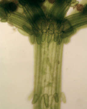 Imagem de Chara vulgaris var. vulgaris Linnaeus