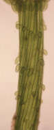 Image of Chara vulgaris var. vulgaris Linnaeus