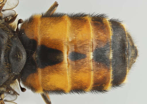 Image of Hybomitra distinguenda (Verrall 1909)