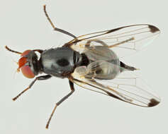 Image of Seioptera