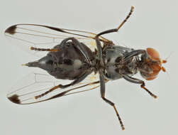 Image of Seioptera