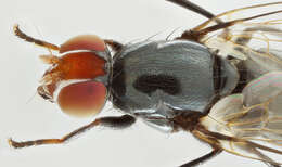 Image of Seioptera