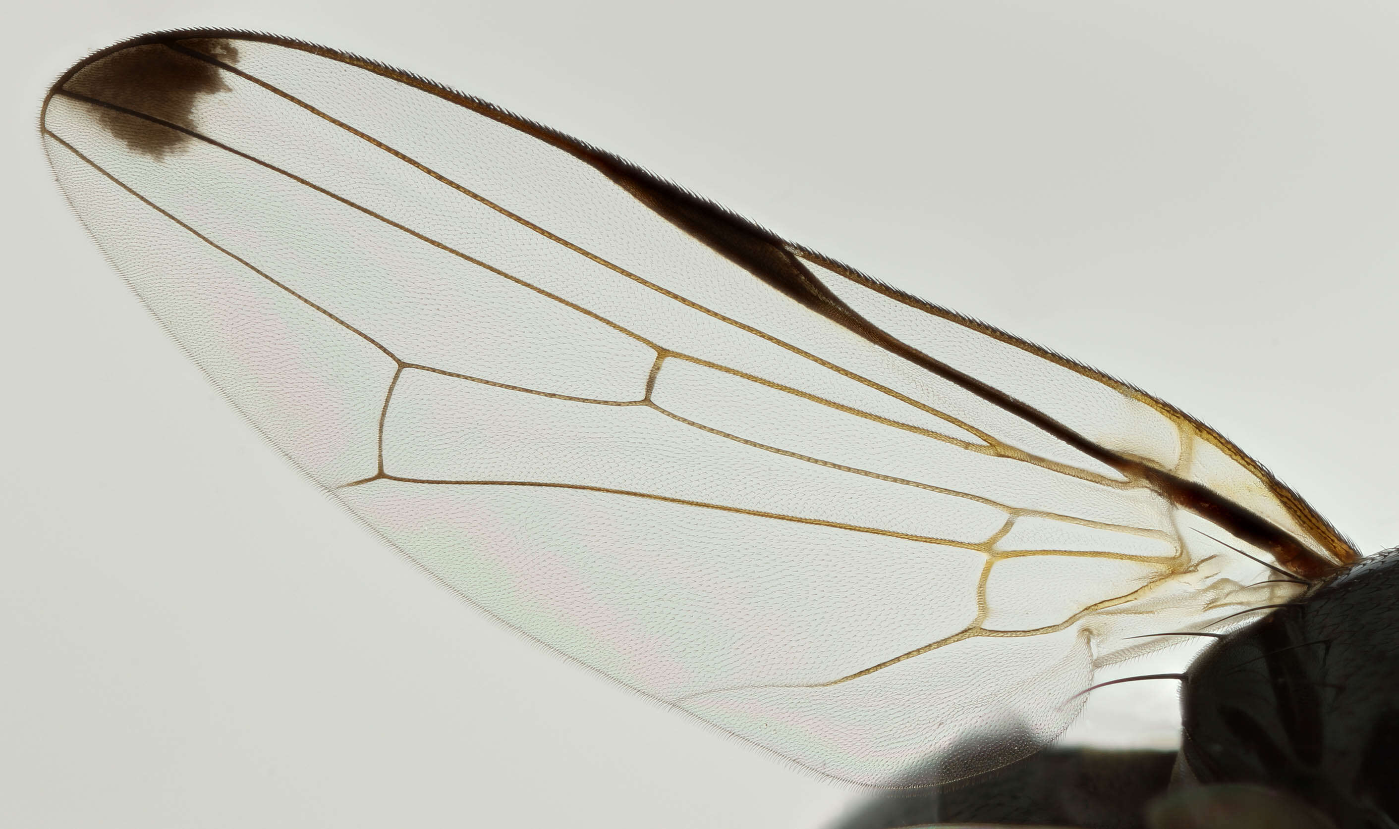 Image of Seioptera