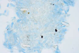 Image of Erysiphe akebiae (Sawada) U. Braun & S. Takam. 2000