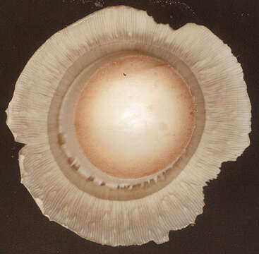 Imagem de Agaricus bitorquis (Quél.) Sacc. 1887