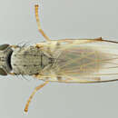 Image of Chamaemyia flavipalpis (Haliday 1838)