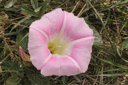 Image of Hairy Bindweed