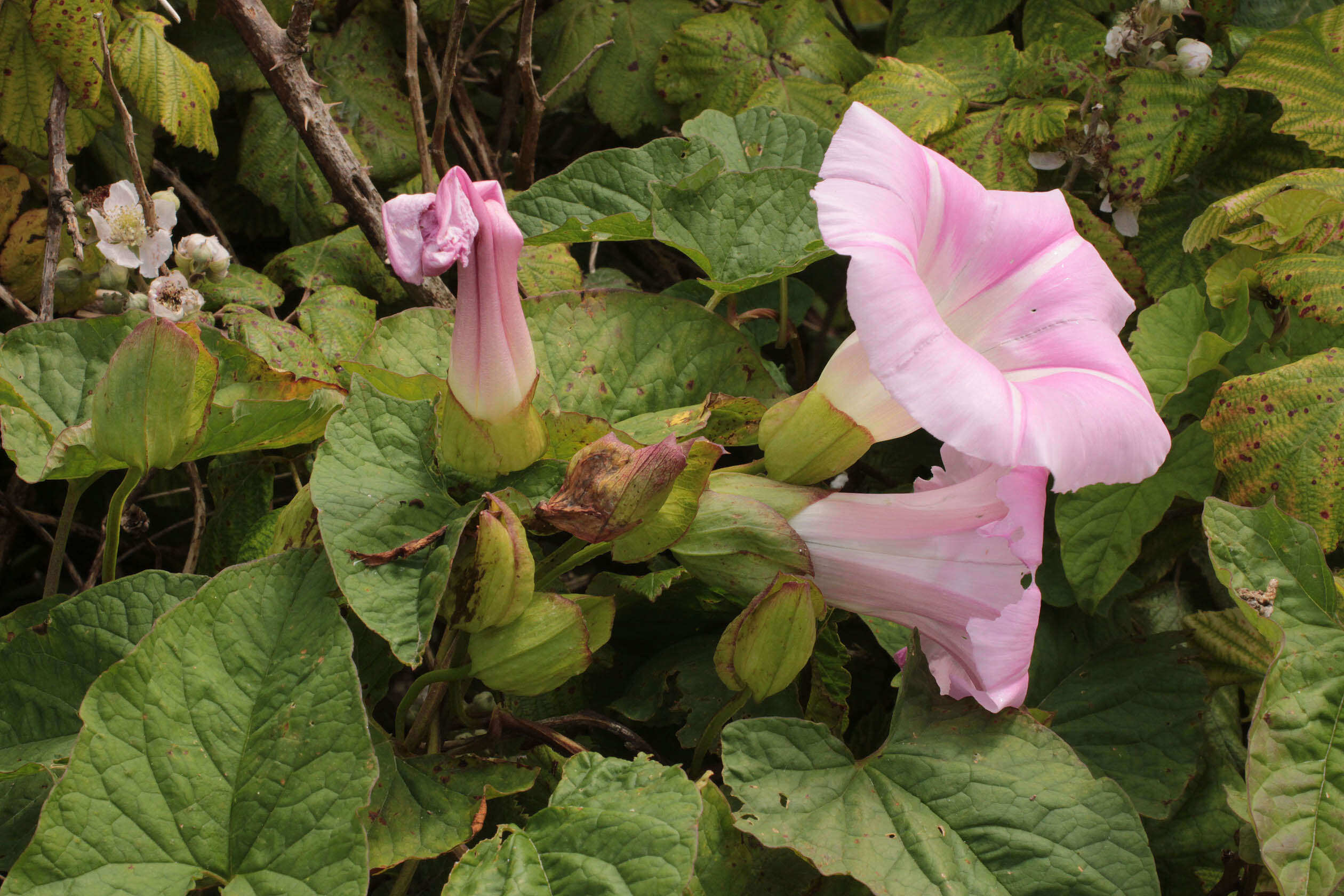 Image of Hairy Bindweed