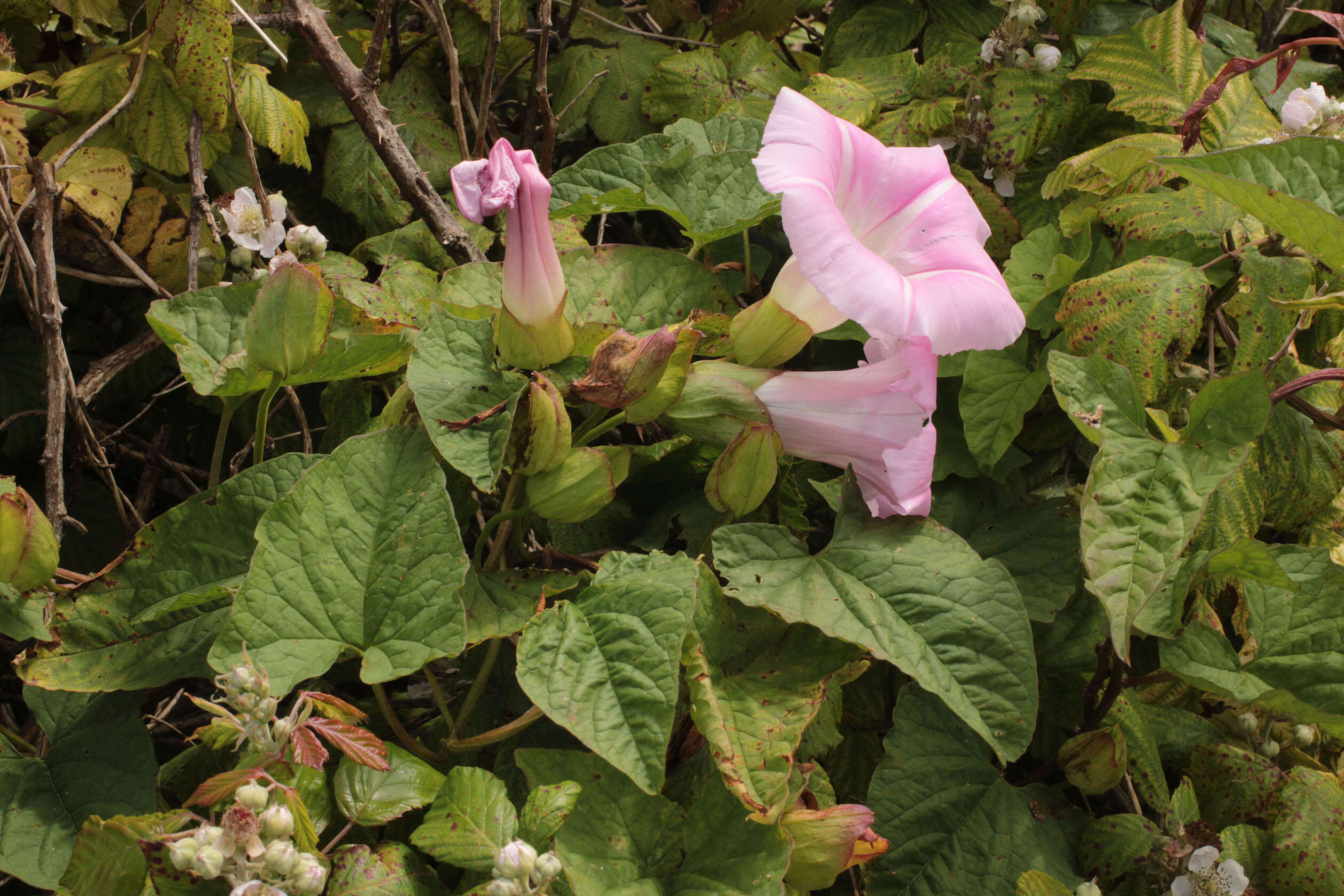 Image of Hairy Bindweed