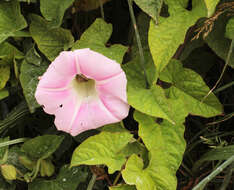 Image of Hairy Bindweed