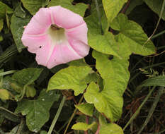 Image of Hairy Bindweed