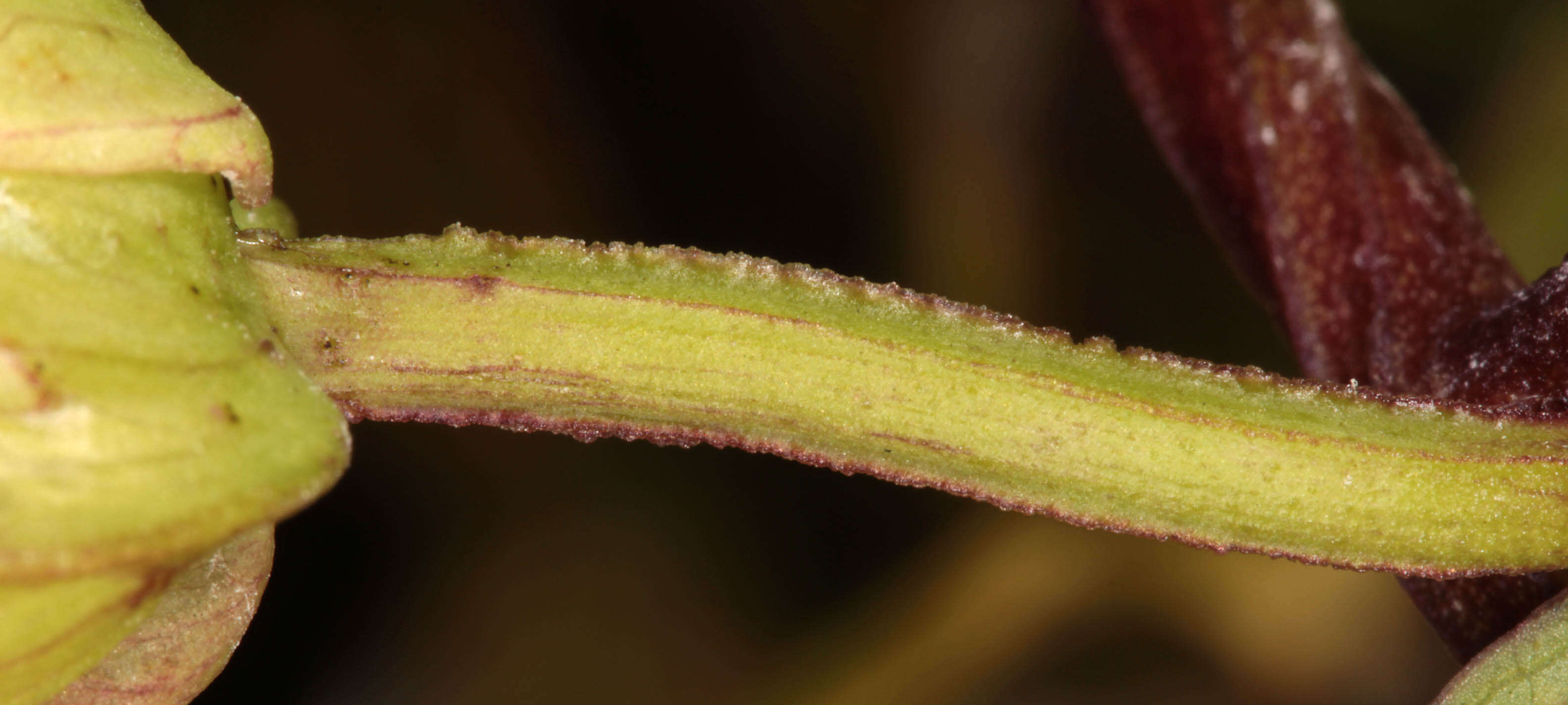 Image of Hairy Bindweed