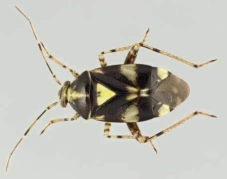 Image of Liocoris