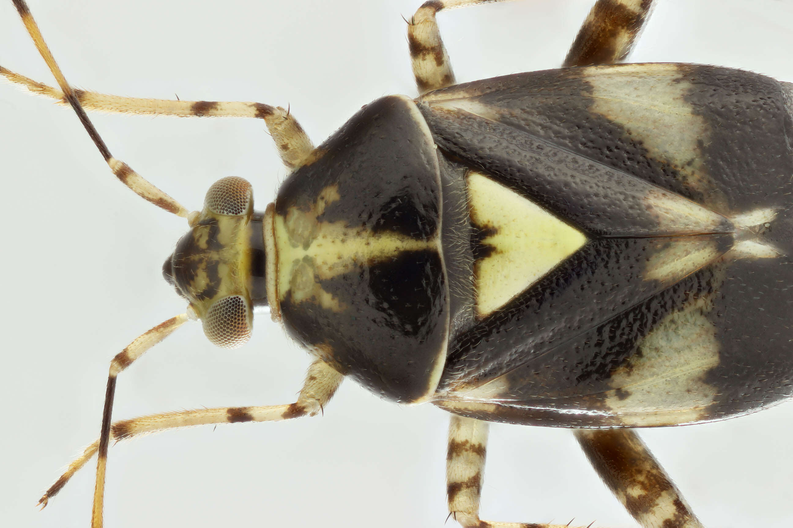 Image of Liocoris