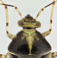 Image of Liocoris