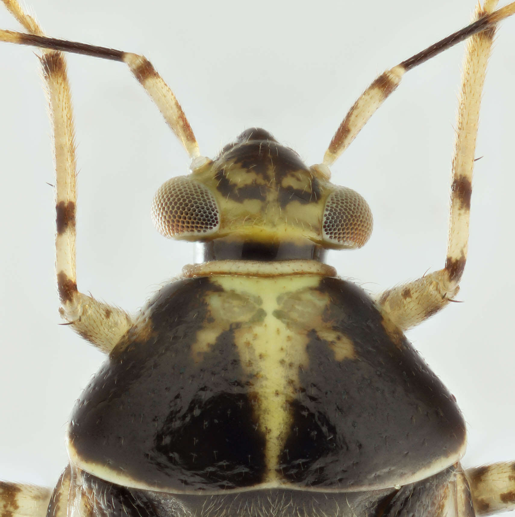 Image of Liocoris