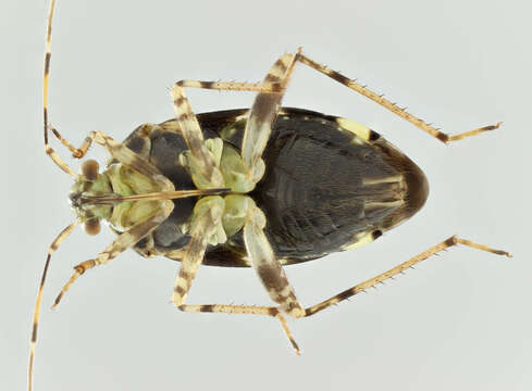 Image of Liocoris