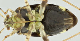 Image of Liocoris