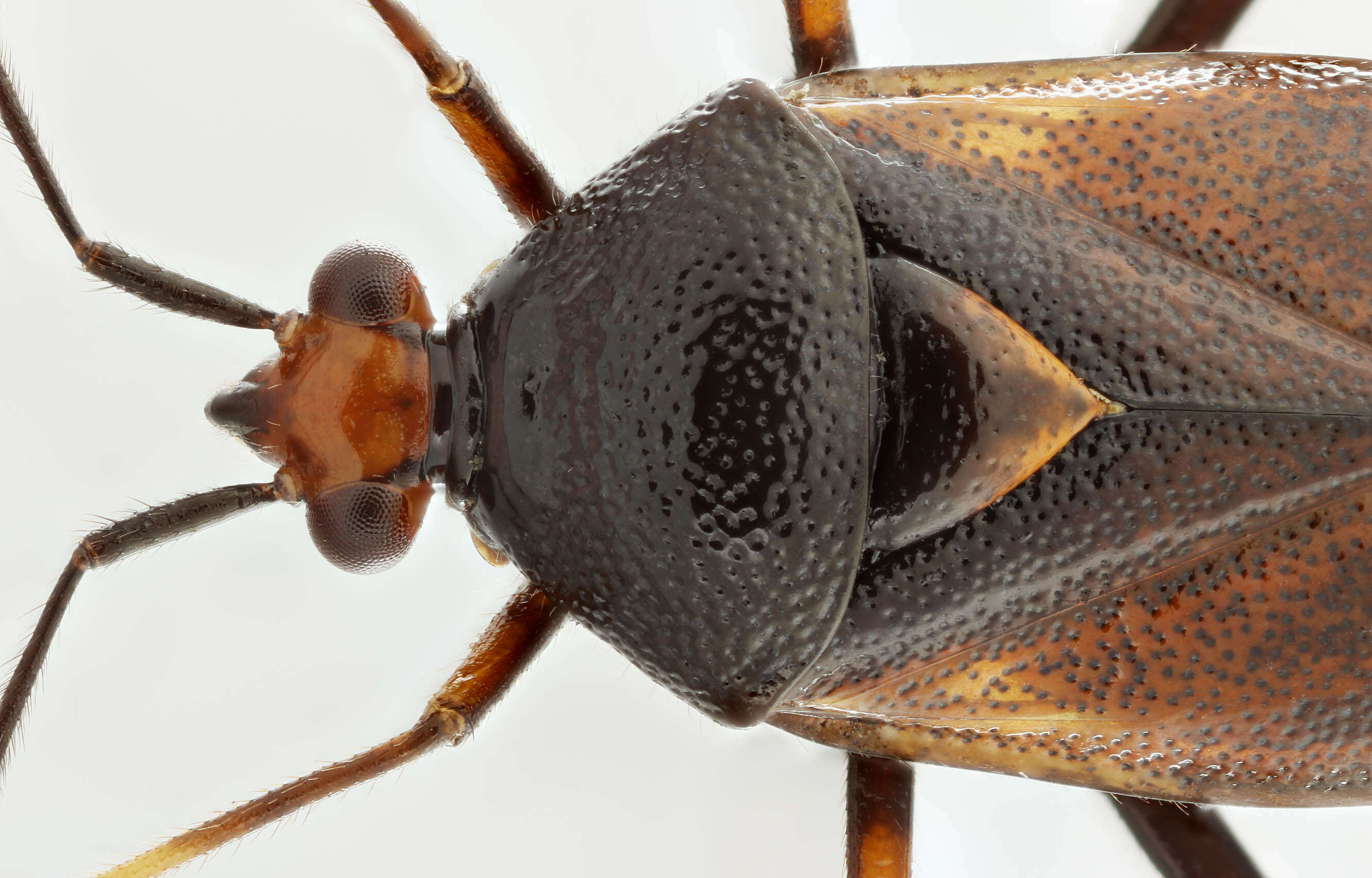 Image of red capsid bug