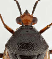 Image of red capsid bug