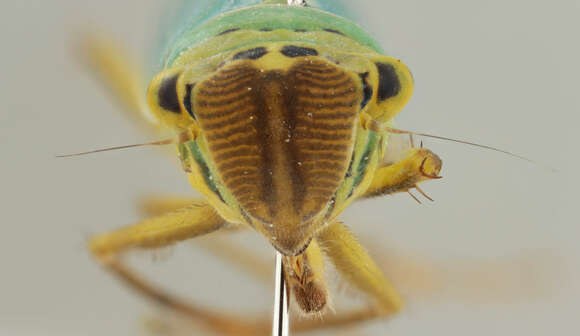 Image of Cicadella viridis (Linnaeus 1758)