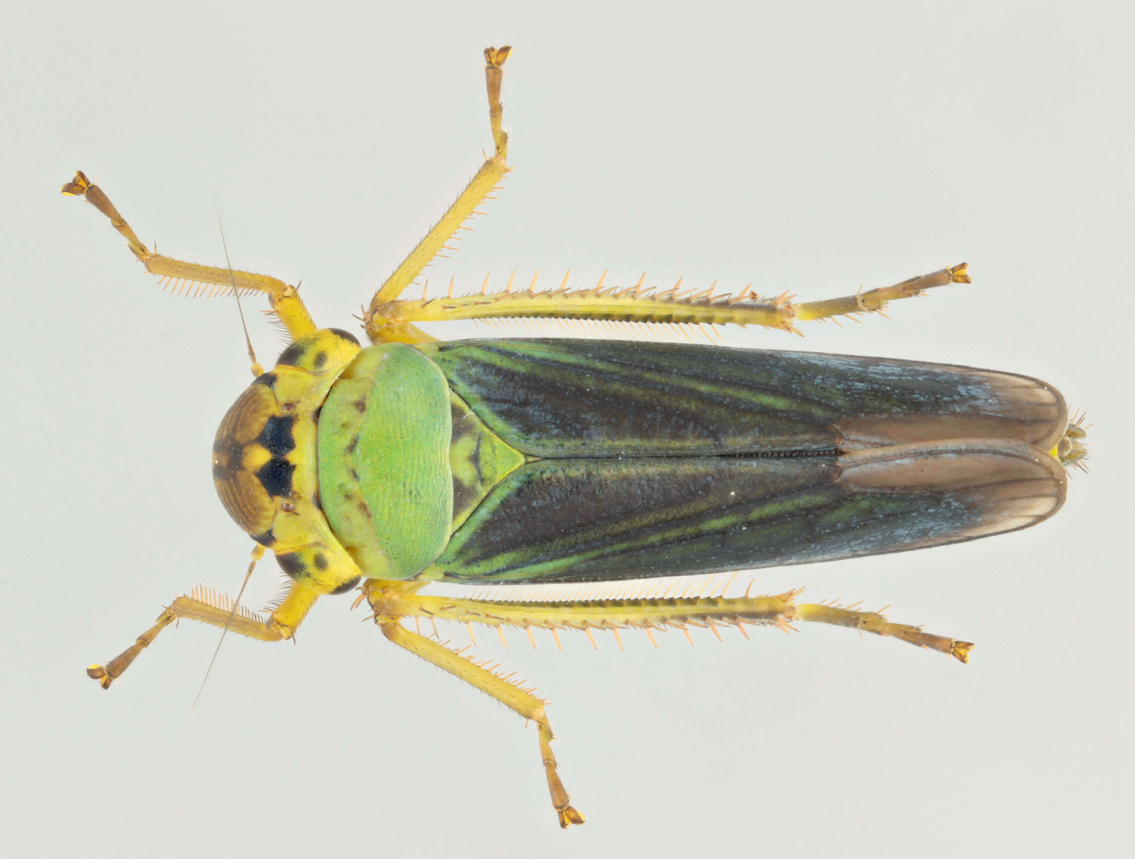 Image of Cicadella viridis (Linnaeus 1758)