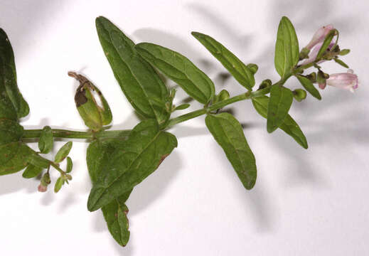 Image of lesser skullcap