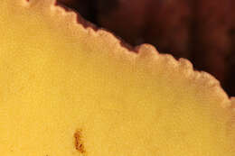Image of butter bolete