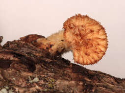 Image of Polyporus tuberaster (Jacq. ex Pers.) Fr. 1821