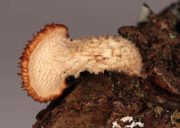 Image of Polyporus tuberaster (Jacq. ex Pers.) Fr. 1821