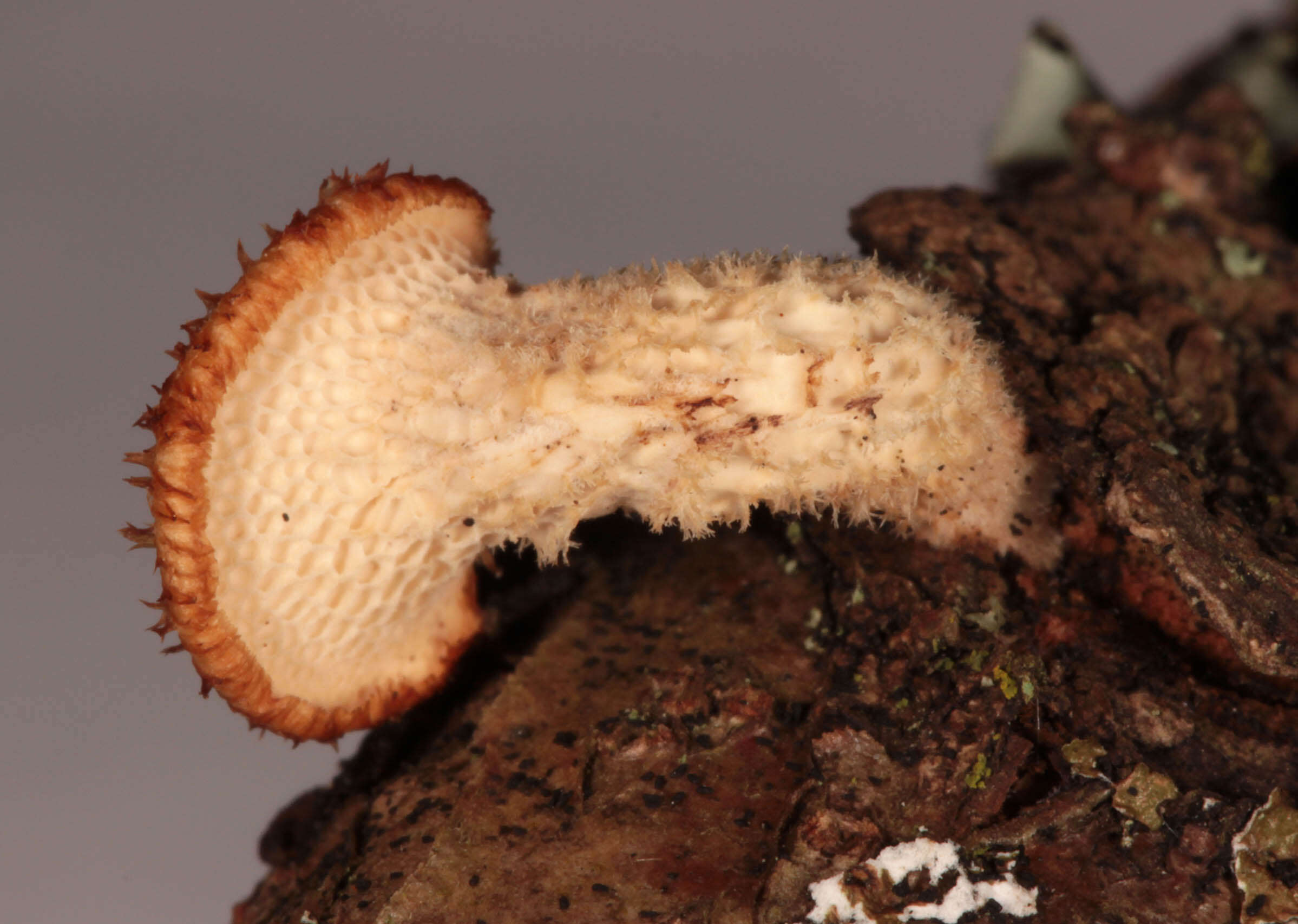 Image of Polyporus tuberaster (Jacq. ex Pers.) Fr. 1821