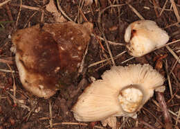 Image of Russula livescens (Batsch) Bataille 1908