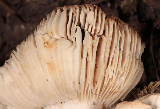 Image of Russula livescens (Batsch) Bataille 1908