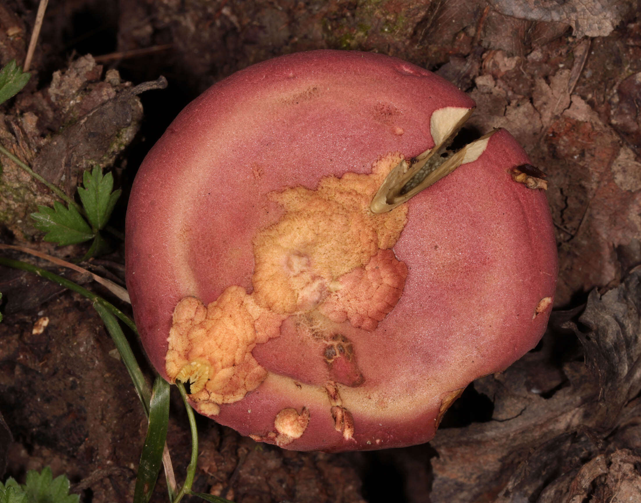 Image of Rheubarbariboletus