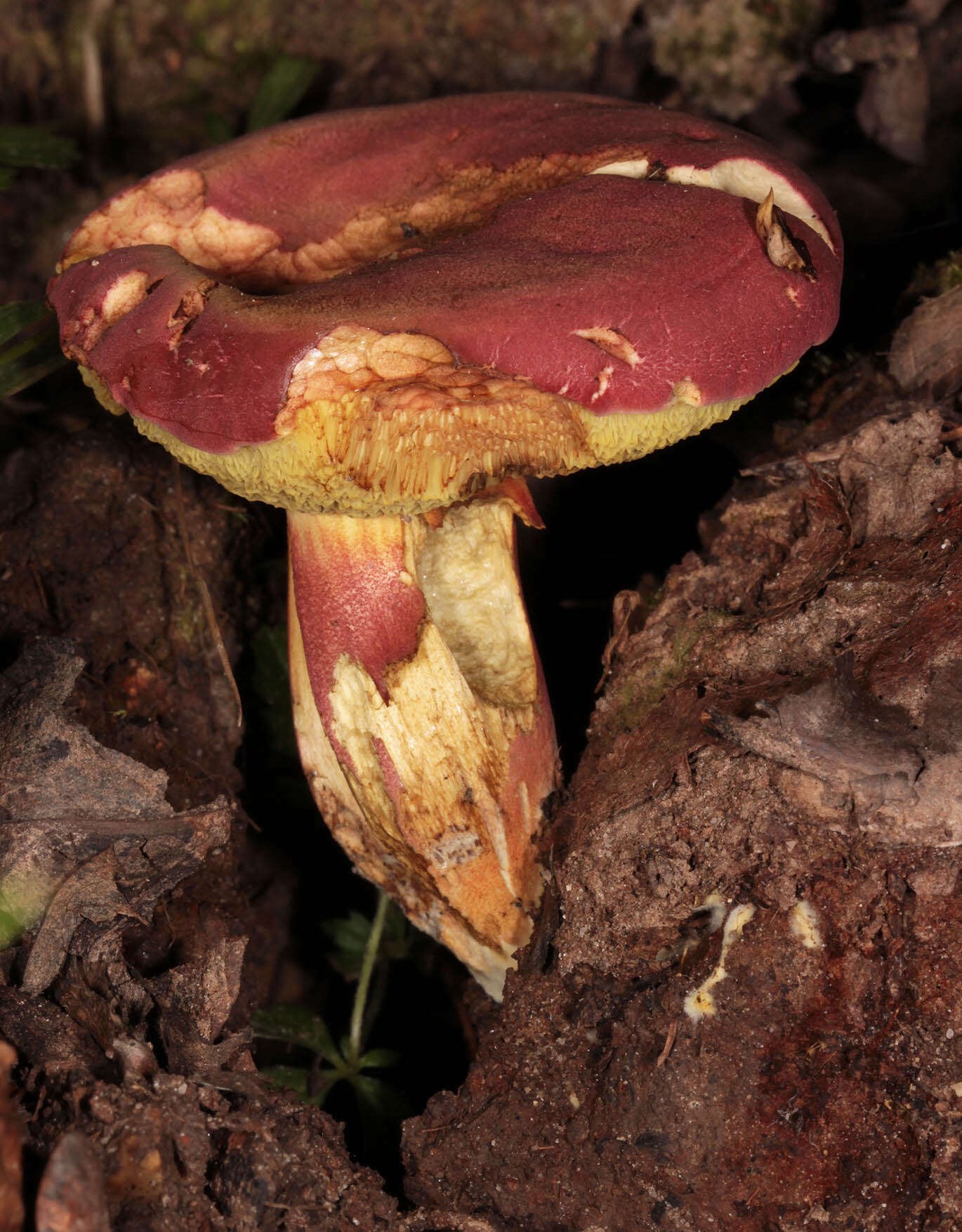 Image of Rheubarbariboletus